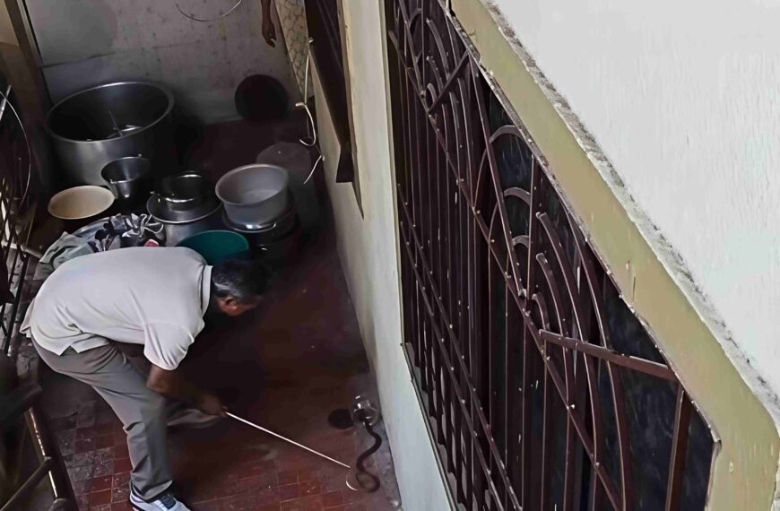 Ambernath News: Venomous Cobra Found&hellip;