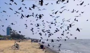 Kozhikode: “Eagle Man” Azeezka Feeds Hundreds of Birds&hellip;