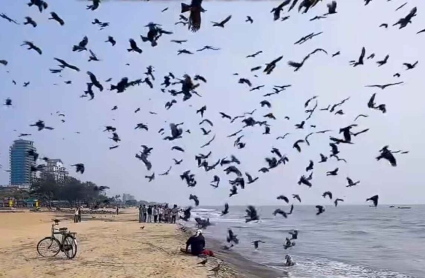 Kozhikode: “Eagle Man” Azeezka Feeds Hundreds of Birds Daily for 30 Years.
